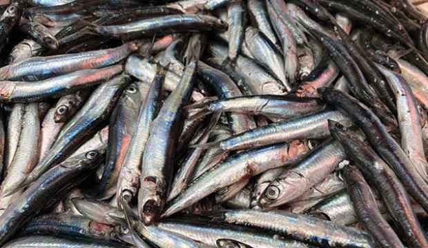 Karadeniz’de hamsi sürprizi