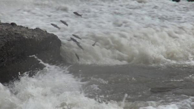 Kars’ta tatlı su kefallerinin zorlu yolculuğu