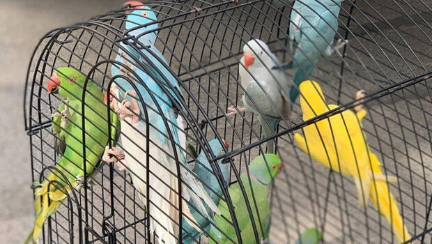 Kartal’da kaçak getirilen Jako ve Pakistan papağanları ele geçirildi