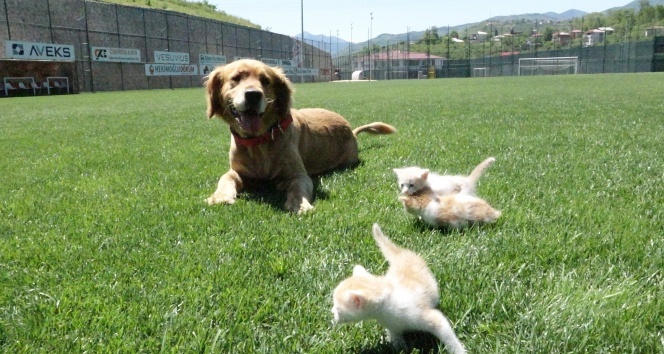 Kedi yavrularına annelik yapıyor
