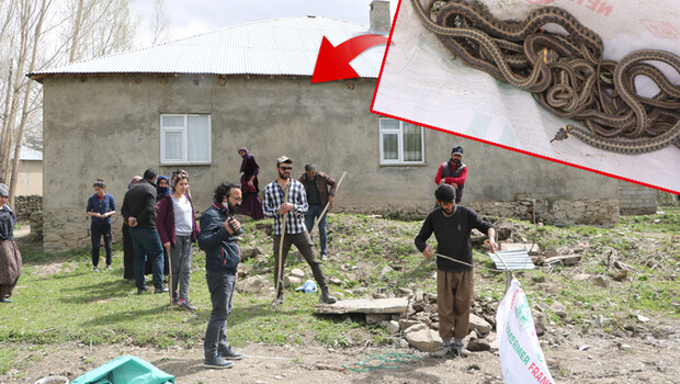 Korktukları için terk ettiler! Evlerinden 20 yılan daha çıktı…