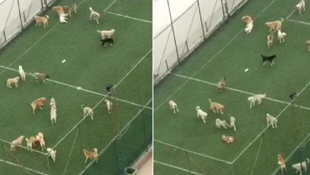 Korkutan görüntüler! ‘Sayıları 50-60’ı buldu, sürü halinde geziyorlar…’