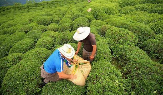 Kota belli oldu, alımlar yarın başlıyor