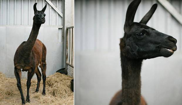 Lama corona virüse çare olabilir mi? MERS ve SARS’ı yenmişti