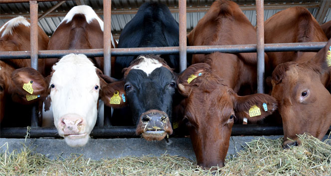 Mart ayında toplanan inek sütü miktarı yüzde 4,7 arttı