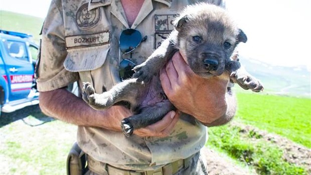 Mehmetçik kurt yavrularını elleriyle besledi!