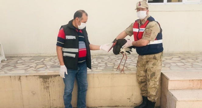 Nesli tehlike altında olan kara leylek tedavi altına alındı