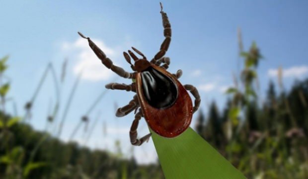 Ölümcül kene tehlikesi erken hortladı