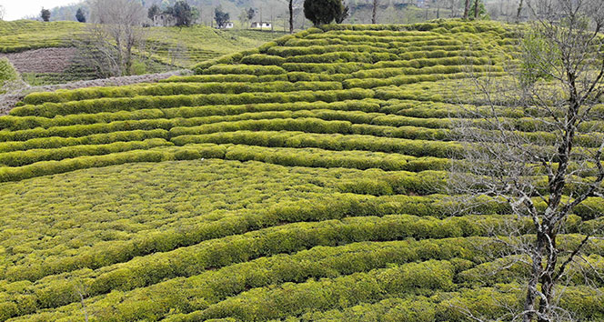 Rizeliler yaş çay taban fiyatını beğendi