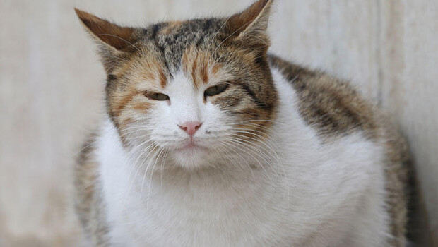 Sağlık Bakanlığı yayınladı… Corona Virüs olanlar evcil hayvanlarıyla temastan kaçınmalı