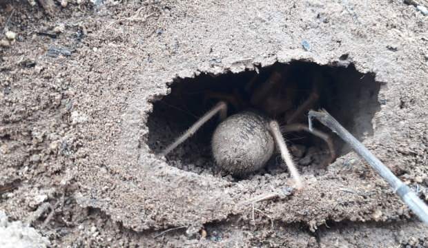 Sarıkız kabusu geri döndü