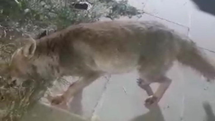 Şehir merkezine inen tilkiyi böyle beslediler