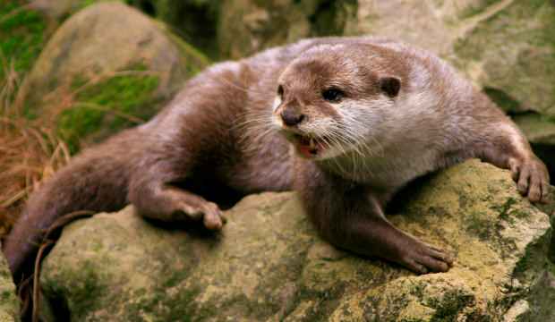 Semptom dahi göstermiyorlar! Koronavirüsü insanlara bulaştırdıkları kanıtlandı