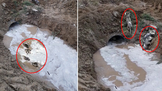 Sivas’ta şaşkınlık yaratan olay! İnanamadılar…