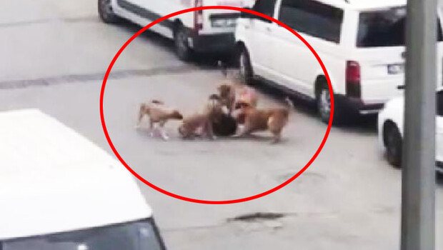Sokak ortasında korkunç görüntü! 5 köpek işe giden kadına saldırdı