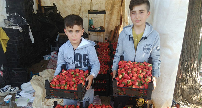 Tarlada 5 lira olan çilek marketlerde 15 lira