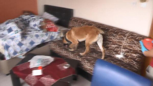 Tavlaya gizlenen uyuşturucuyu ‘Fırtına’ buldu