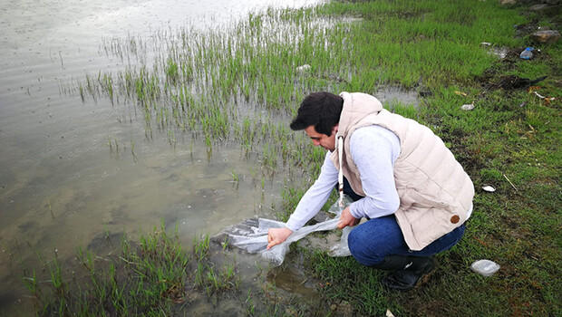 Tekirdağ’da 95 bin adet yavru sazan barajlara bırakıldı