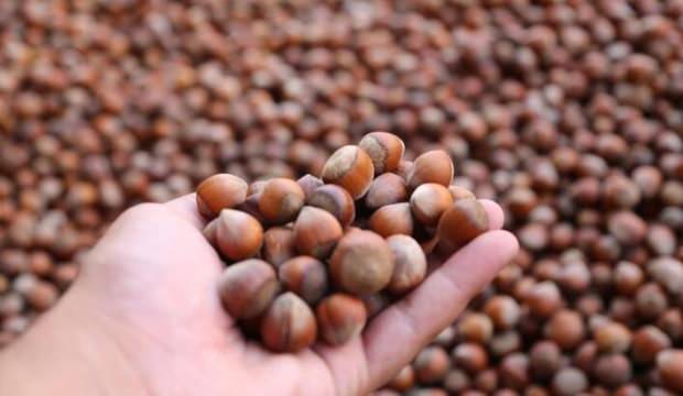 TMO’dan ‘fındık alım fiyatı’ açıklaması