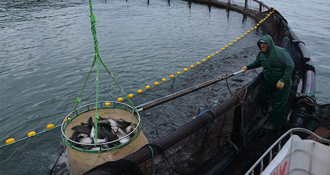 Türk somonu Rusya ve Japonya sofrasını süslüyor