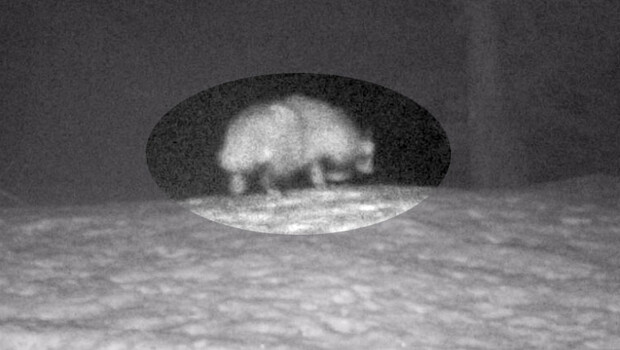 Türkiye’de ilk kez görüntülendi! ‘Covid-19’u insana geçiren tür olabilir’