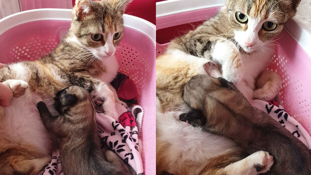 Yavru köpeği emziren anne kediden gülümseten görüntüler