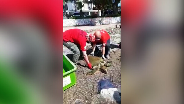 Yüzgeci az kalsın kopacaktı! Son anda kurtarıldı