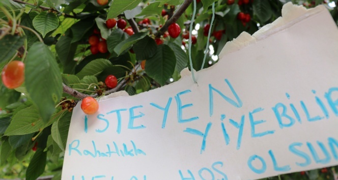 Bu kirazdan isteyen herkes yiyebilir