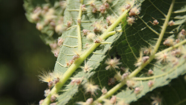 Büyük tehlike! Karadeniz’de başladı, İstanbul ve Trakya’ya yayıldı