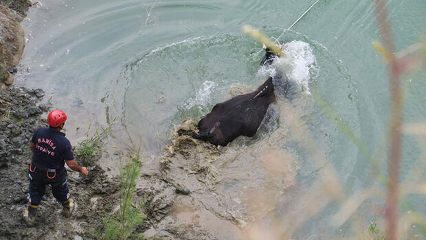 Gölete düşen hamile inek saatler sonra kurtarıldı