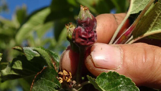 Mersin’de sıcaklık ani düştü, meyve bahçeleri zarar gördü