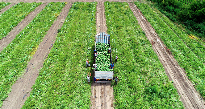 Serin hava karpuzun fiyatını düşürdü
