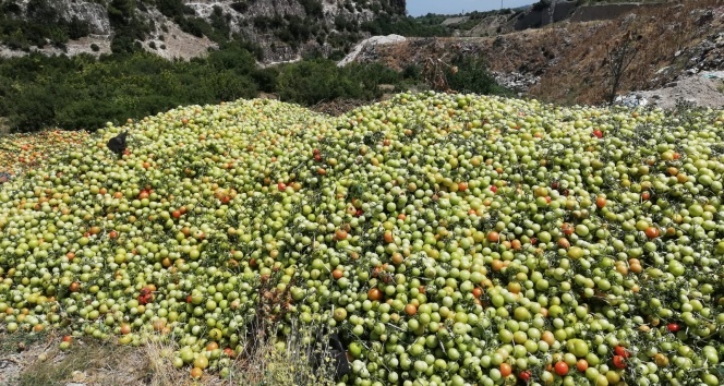 2 tır domatesi boş araziye attılar