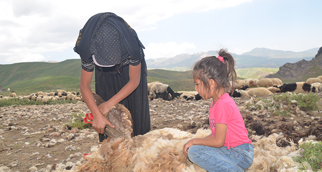 22 yaşındaki genç kız koyunlara çobanlık yapıyor