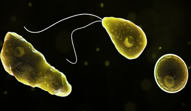 ABD’yi karıştıran ‘Beyin yiyen Amip’ Türkiye’de de var