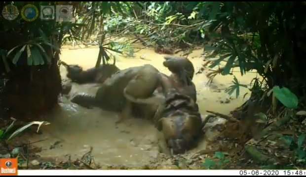 Bakan paylaştı! Türüne az rastlanır Cava Gergedanı görüntülendi