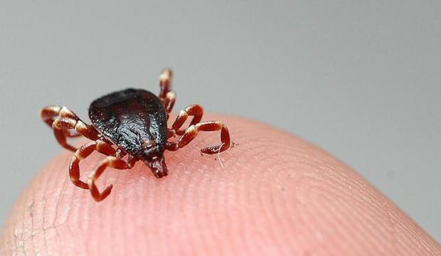 Covid-19 bitmemişken şimdi de KKKA! 7 ilimizde görüldü!