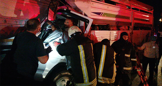 Kamyonet ve tır çarpıştı çok sayıda küçükbaş hayvan telef oldu