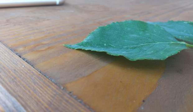 Kastamonu’da 3 bin yılda bir açtığına inanılan ‘udumbara çiçeği’ görüldü