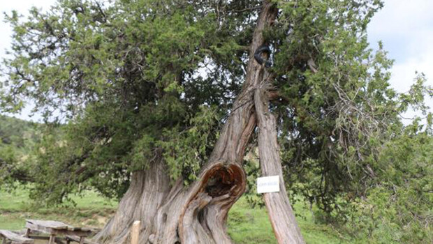 Köydeki 904 yıllık ardıç ağaçları zamana meydan okuyor