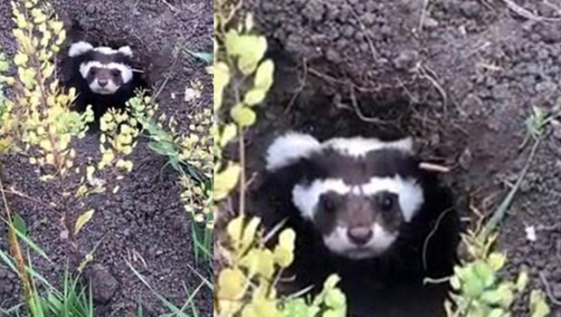 Nesli tükenme tehlikesinde… Ardahan’da görüntülendi