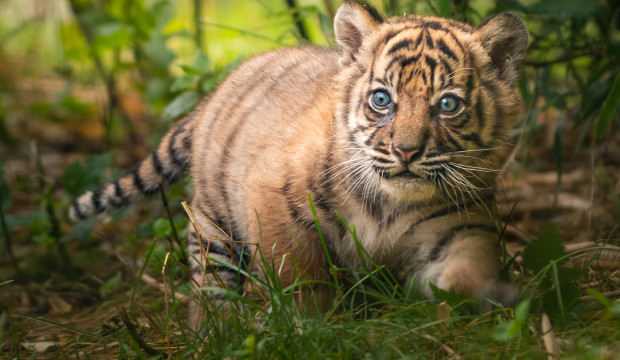 Nesli tükenmekte olan Sumatra kaplanı dünyaya geldi