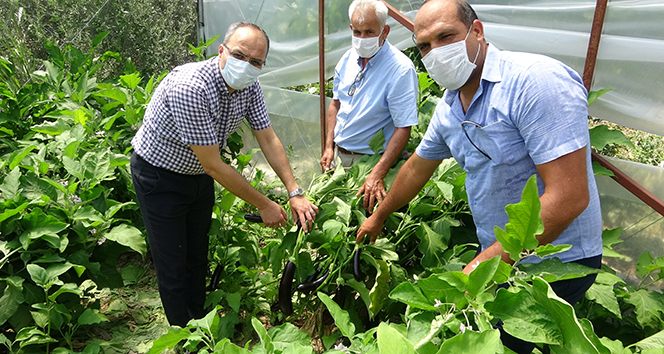 Okul bahçesine öğrenciler ekti, öğretmenler hasat etti