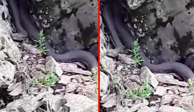 Ot toplarken 7’şer metrelik 2 engerekle karşılaştı