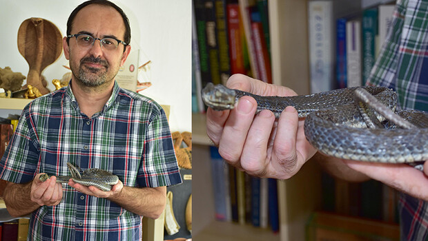 Prof. Dr. Dinçer Ayaz: Yılanların deprem habercisi olduğuna dair bilimsel veri yok