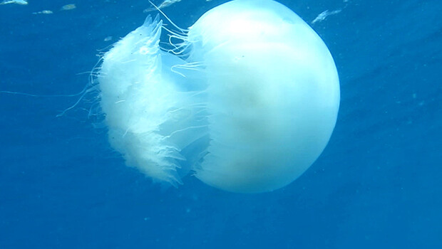 Prof. Dr. Gökoğlu’ndan ‘denizanası’ uyarısı!