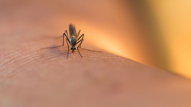 Sineklerle ilgili korkutan açıklama: Virüsü taşıyabilme riski fazla…