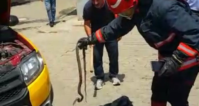 Taksinin motoruna yılan girdi