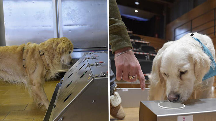 Mutasyonlu virüsü köpekler tespit ediyor