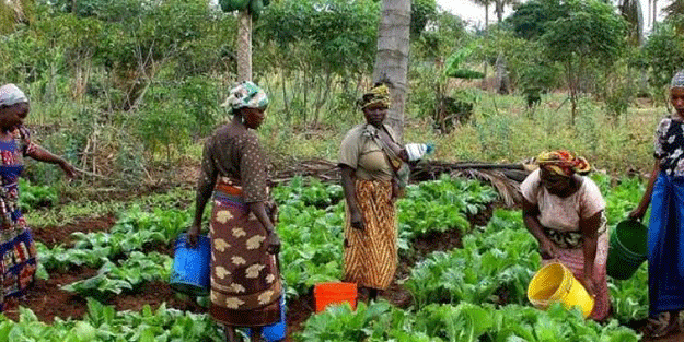“Gizemli hastalık” 15 kişinin ölümüne yol açtı